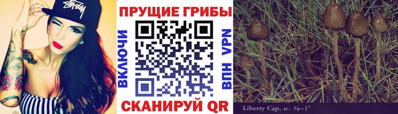 Галлюциногенные грибы Psilocybe  Новоржев 